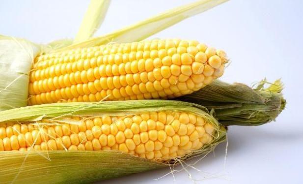 r18动漫种子_动漫种子是什么_动漫种子包