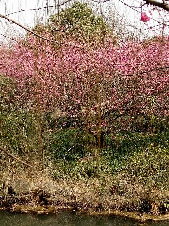 春天来了燕子_燕子春天来了看图写画图片_燕子春天来了