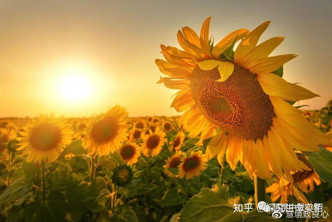 弹丸论破风车动漫_弹丸论破樱花风车动漫_弹丸论破和风