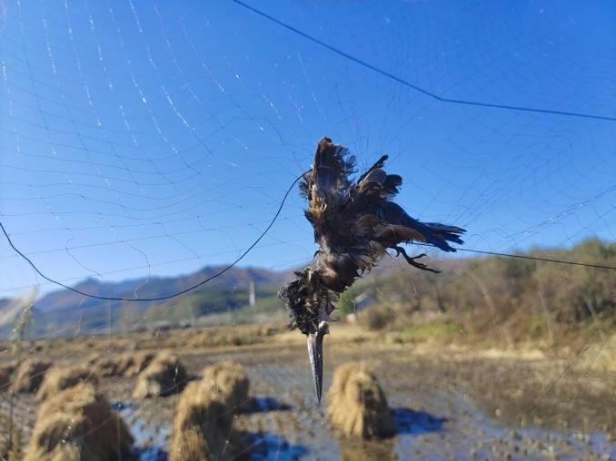 有脚环的鹦鹉是合法吗_鹦鹉脚环什么意思_有脚环的鹦鹉