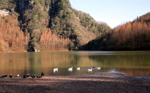 仙境之地,探寻人间仙境——重庆仙女山