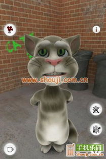 猫可以游戏,趣味游戏中的温馨时光